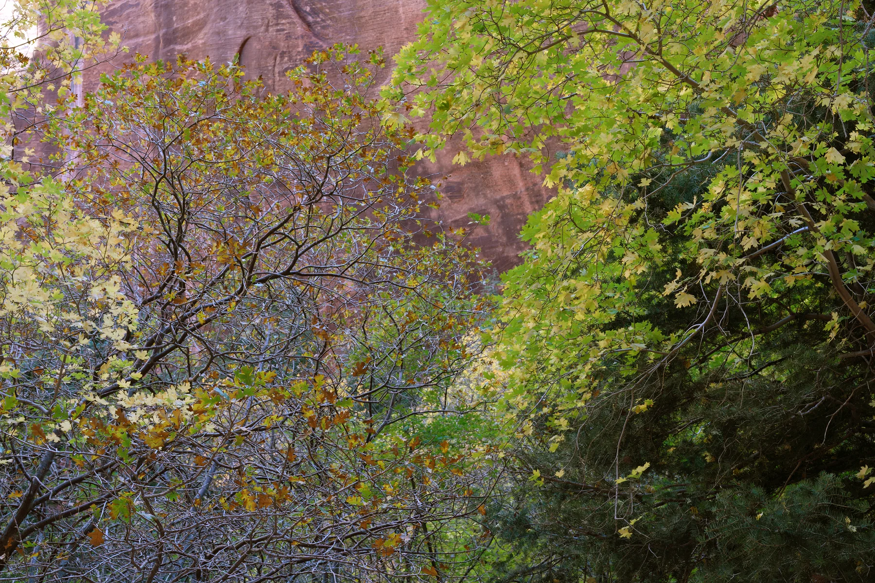 SquareHG Zion 2016 Rosy cheeked south face of Paria Point.jpg