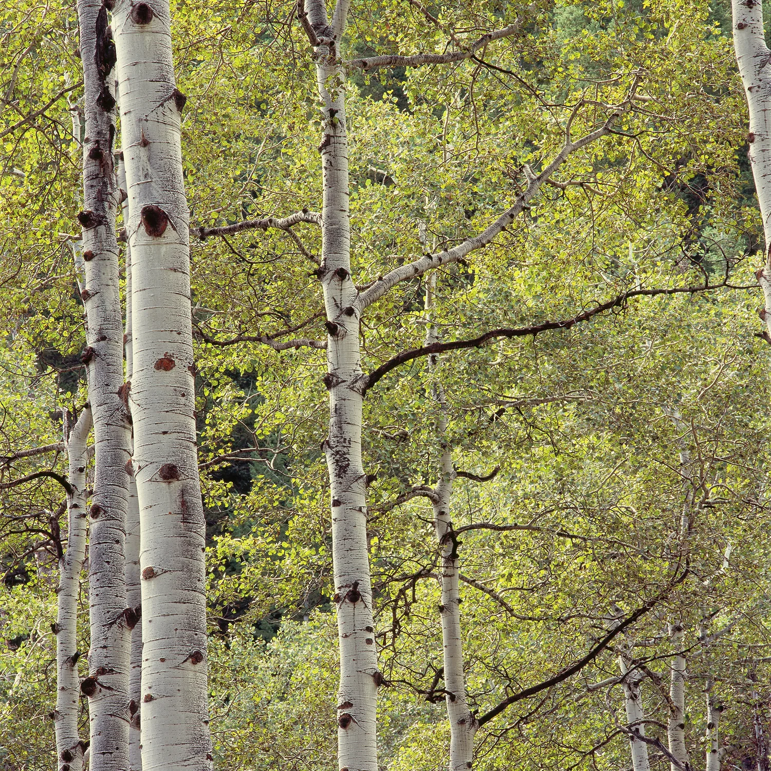SquareHG Wasatch Aspens in Lamb's Canyon copy.jpg