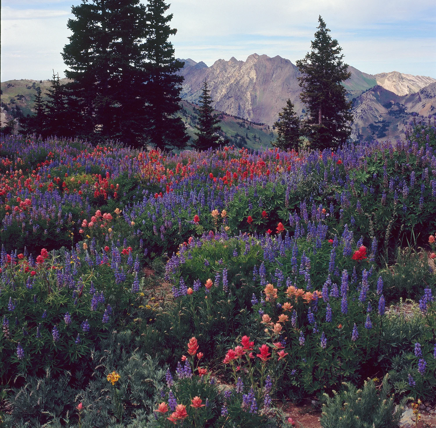 SquareHG Wasatch Wildflowers Great Western Trail.jpg