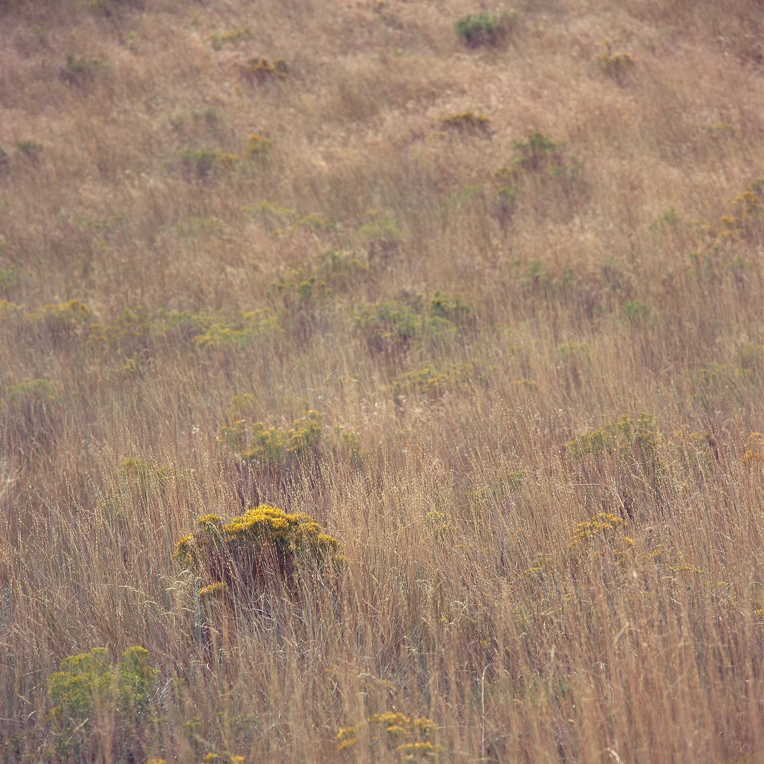 SquareHG Wastach Trail to Frary Peak.jpg