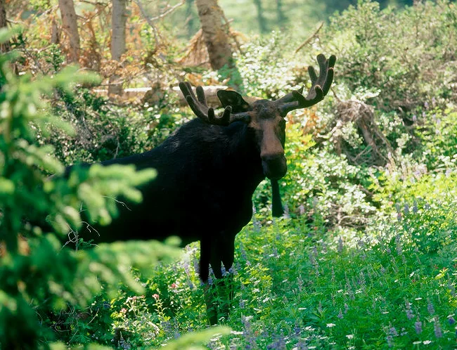 SquareHG Utah M Moose Alexander Basin 1.jpg