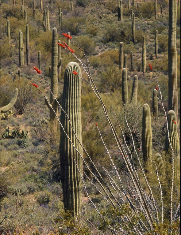 SquareHG Arizona Ocotillo.jpg