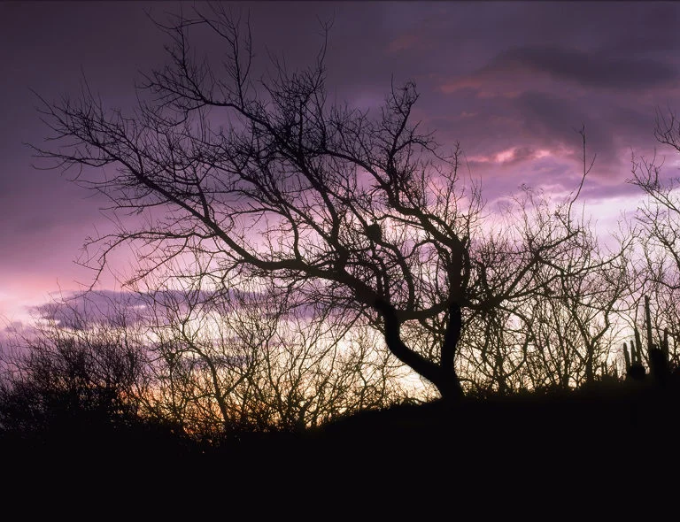 SquareHG Arizona Sunset silhouette.jpg