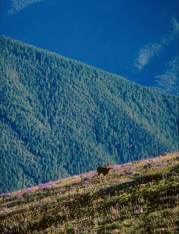 SquareHG Olympic Deer on Hurricane Ridge.jpg
