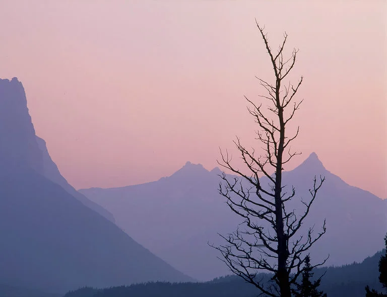 SquareHG Glacier Dead Tree St Marys.jpg