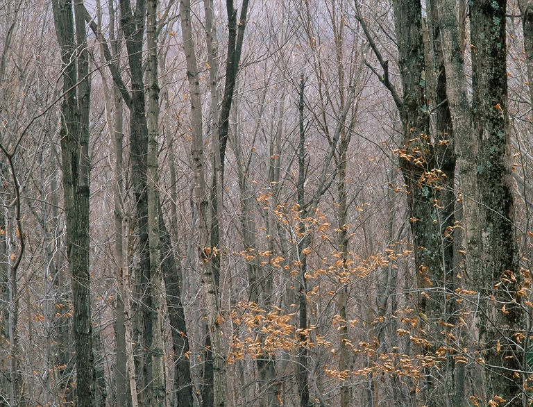 SquareHG NH Airline Trail.jpg