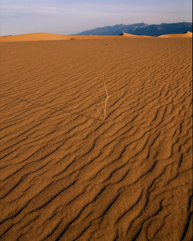SquareHG Death Valley Twig.jpg