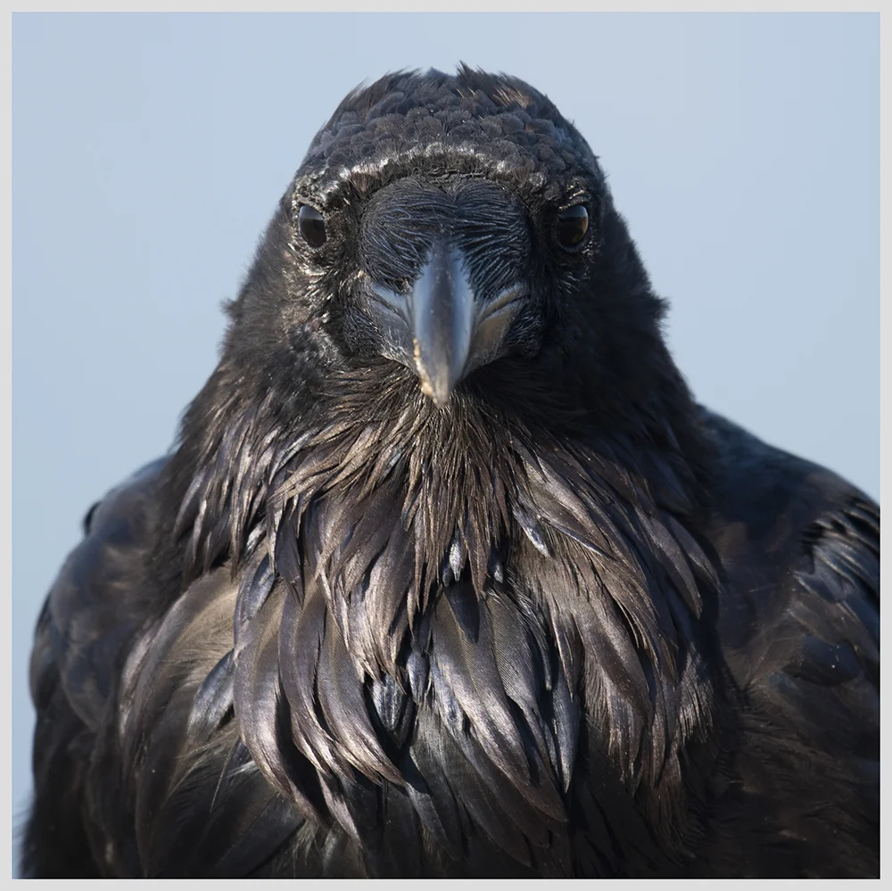 Olympic Raven Border Focus K.jpg