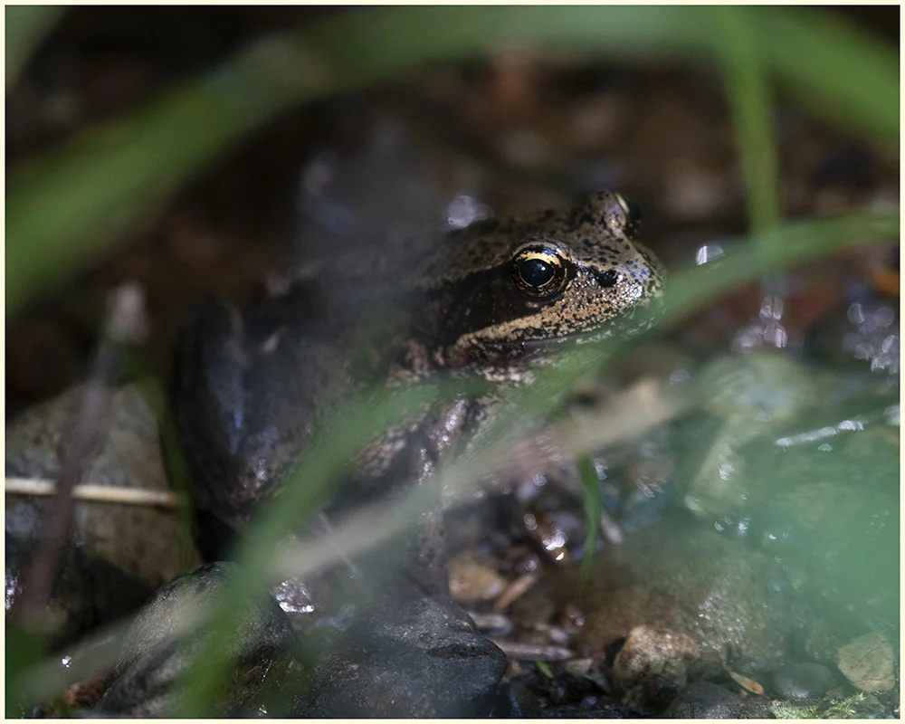 Olympic Frog Border K.jpg