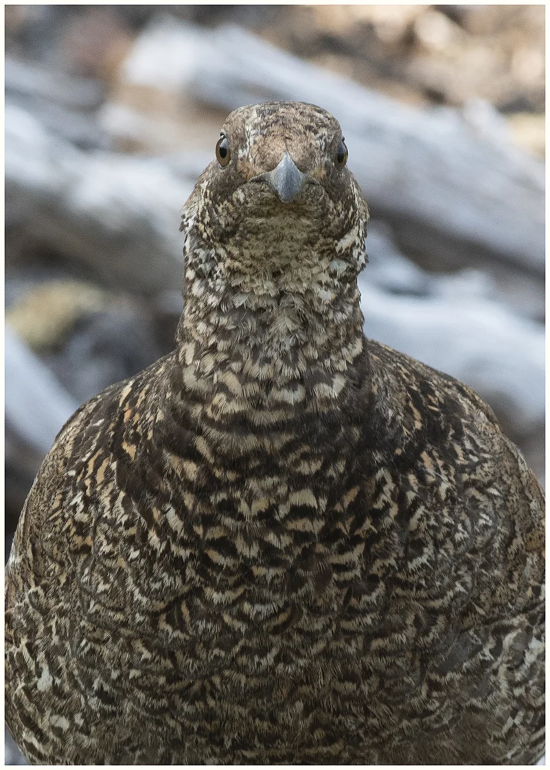Olympic Grouse Border K.jpg