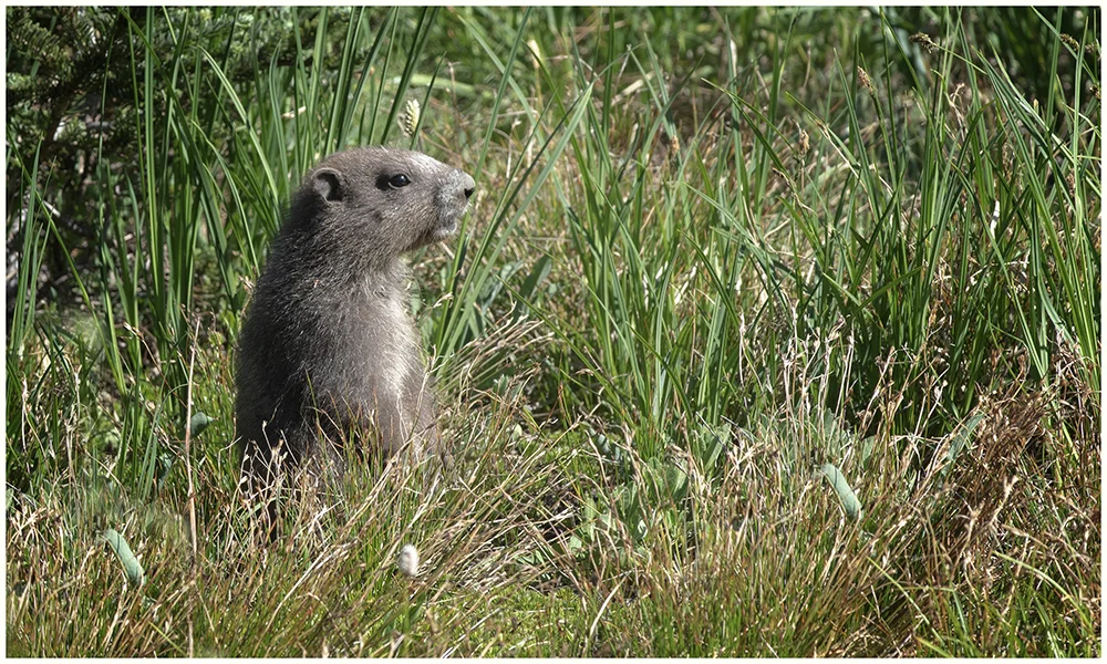 Olympic Marmot Babt Border K.jpg