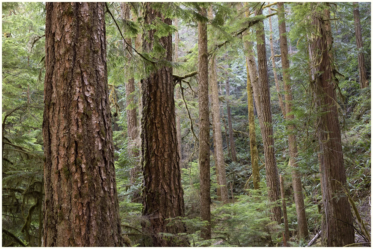 Olympic FB Marymere Forest Border.jpg
