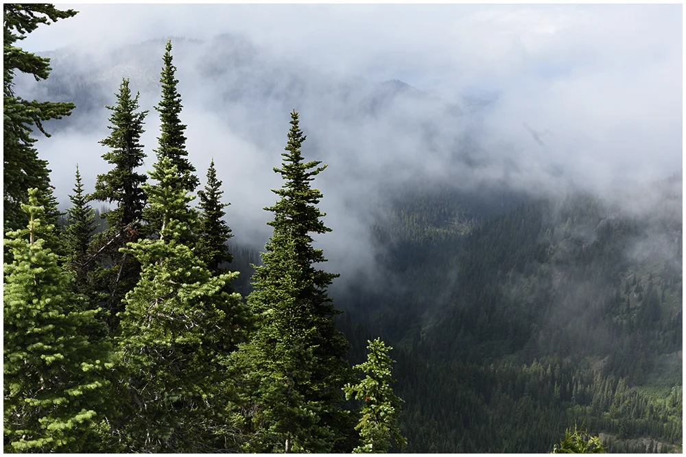 Olympic FB Evergreens on Sunrise Point Border.jpg