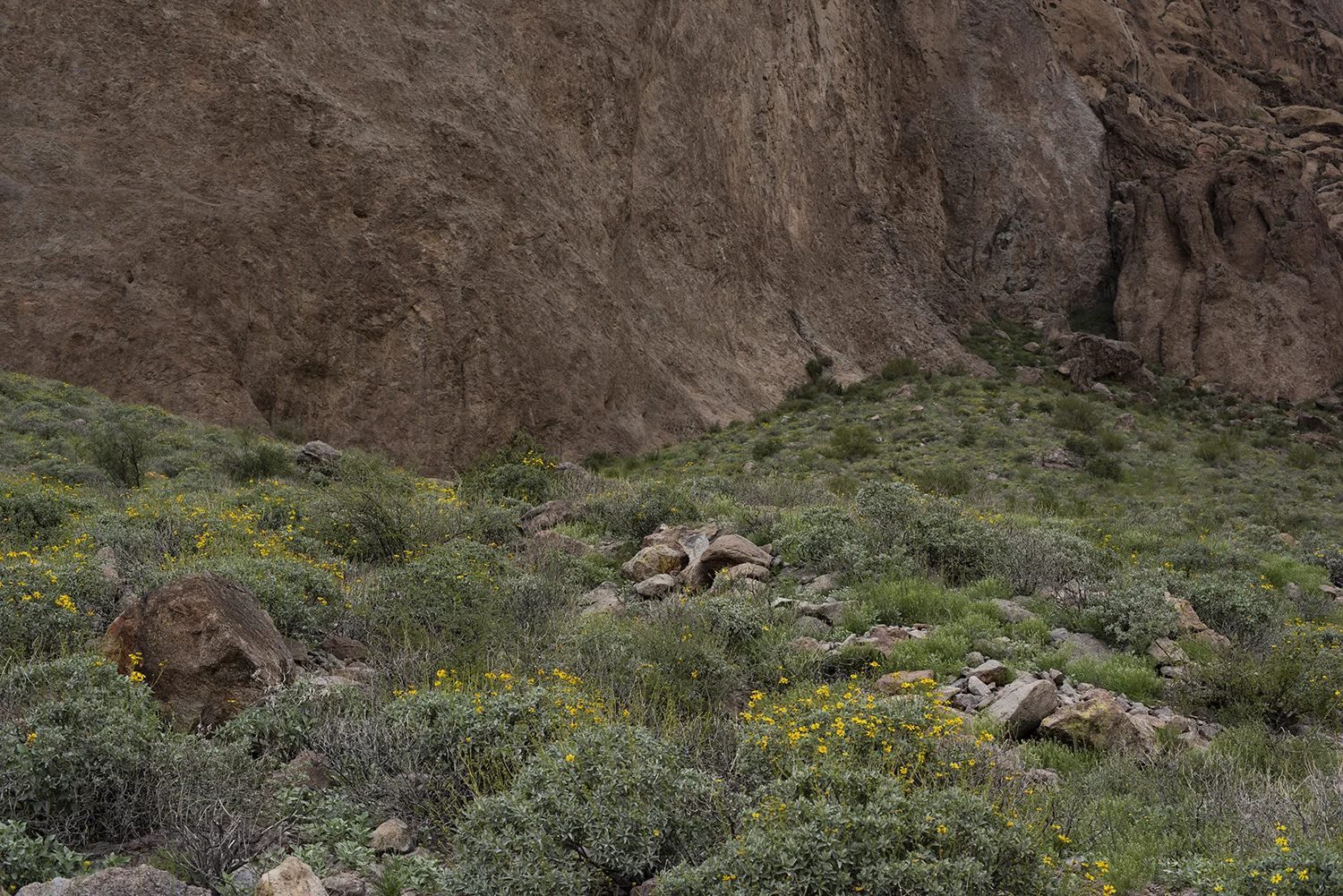 Super 8764 Base of Superstition Mt Siphon Draw Trail.jpg