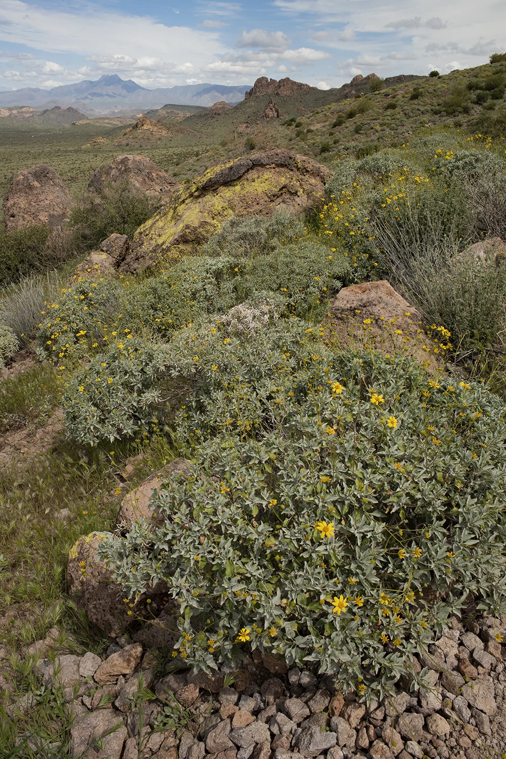 Super 8152 Lichen Treasur Loop.jpg