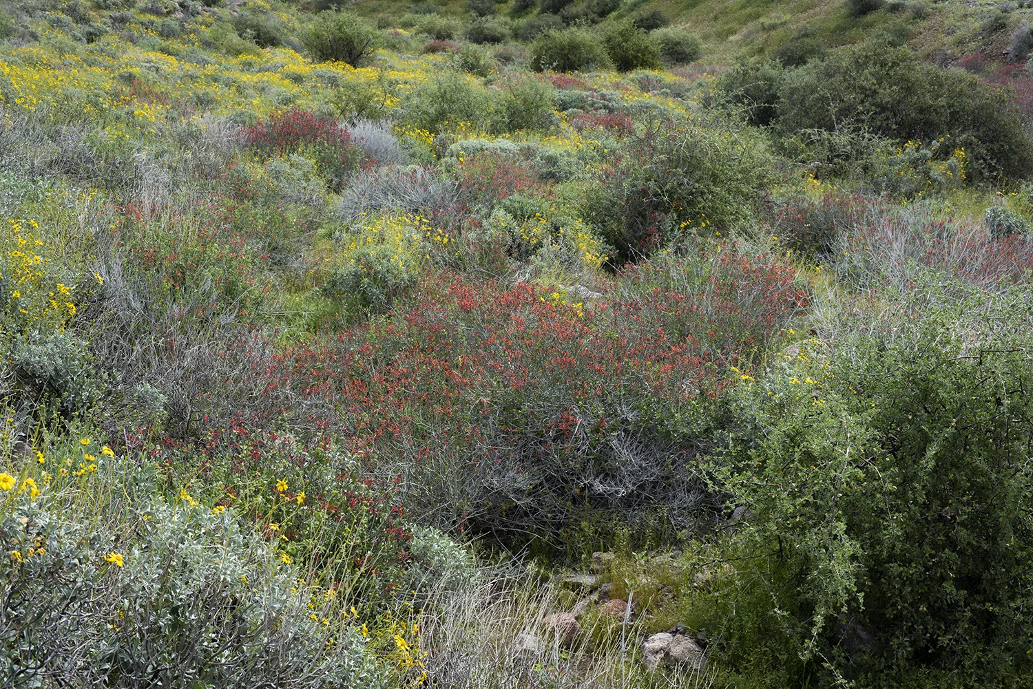 Super red flowers 8017.jpg
