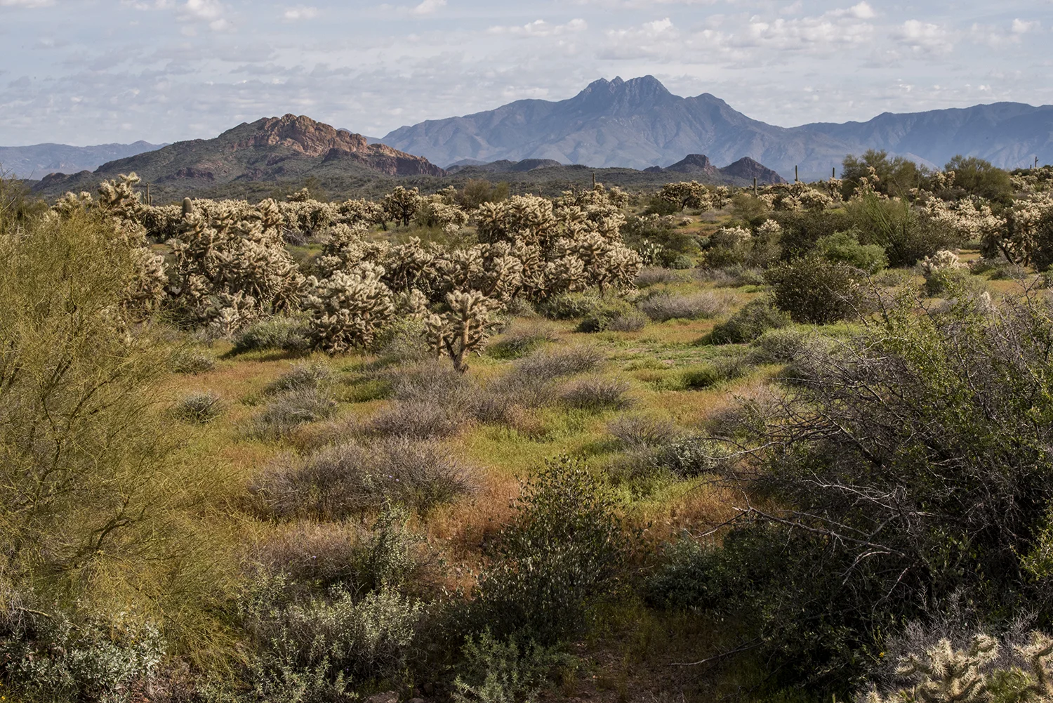 Super Jacobs Crosscut Four Peaks.jpg
