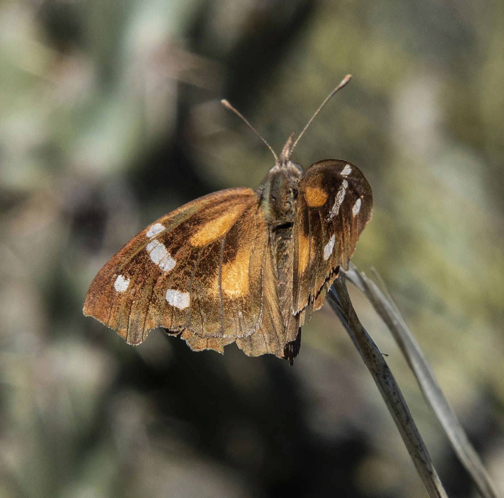 Super Moth Second Water.jpg