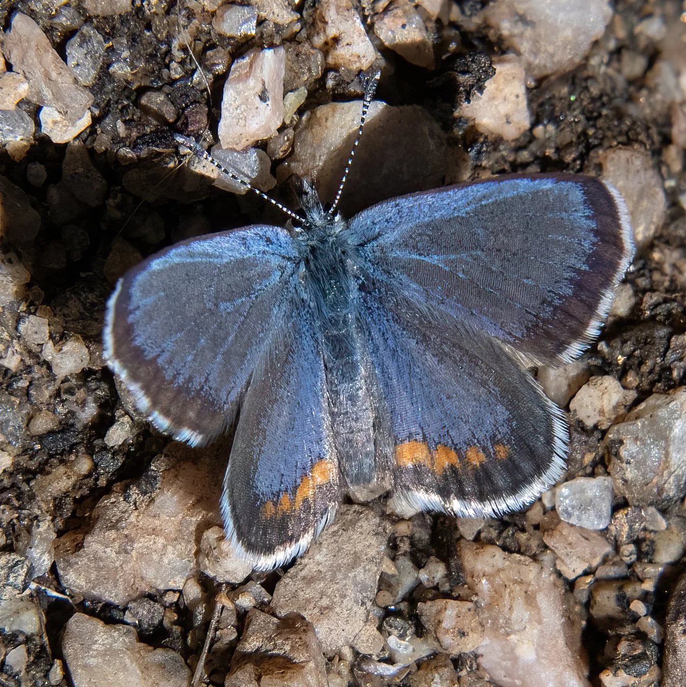 UI 9023 Blue-Dotted RM Butterfly 2.jpg