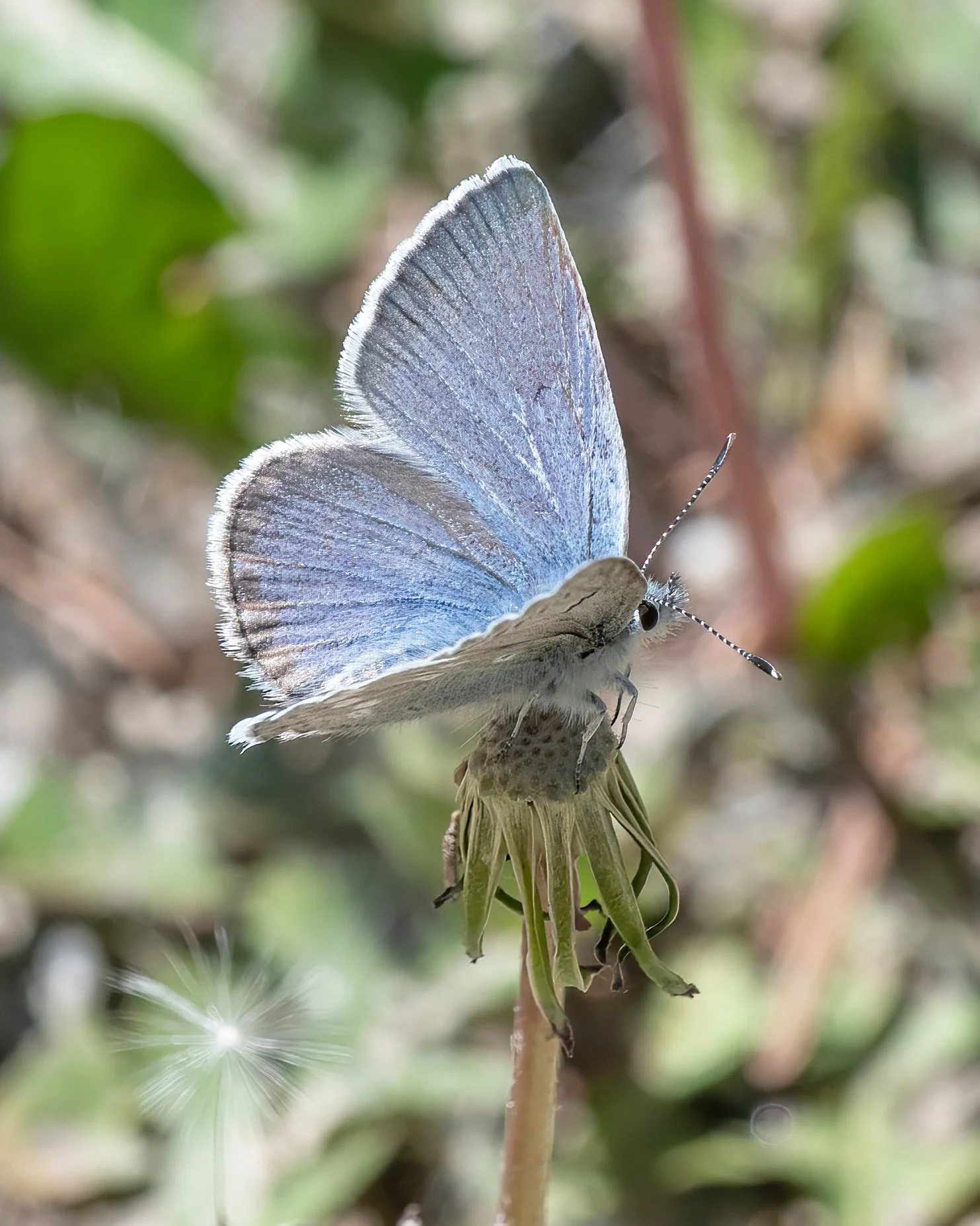 UI 8948 Blue butterfly-sharpen-Focus Crop.jpg