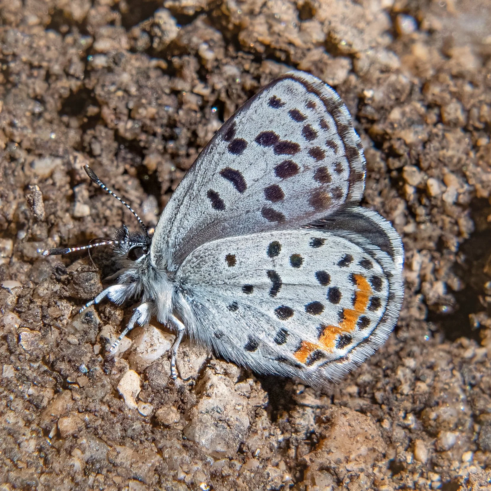UI 9032 Butterfly-sharpen-Focus VIG CROP.jpg