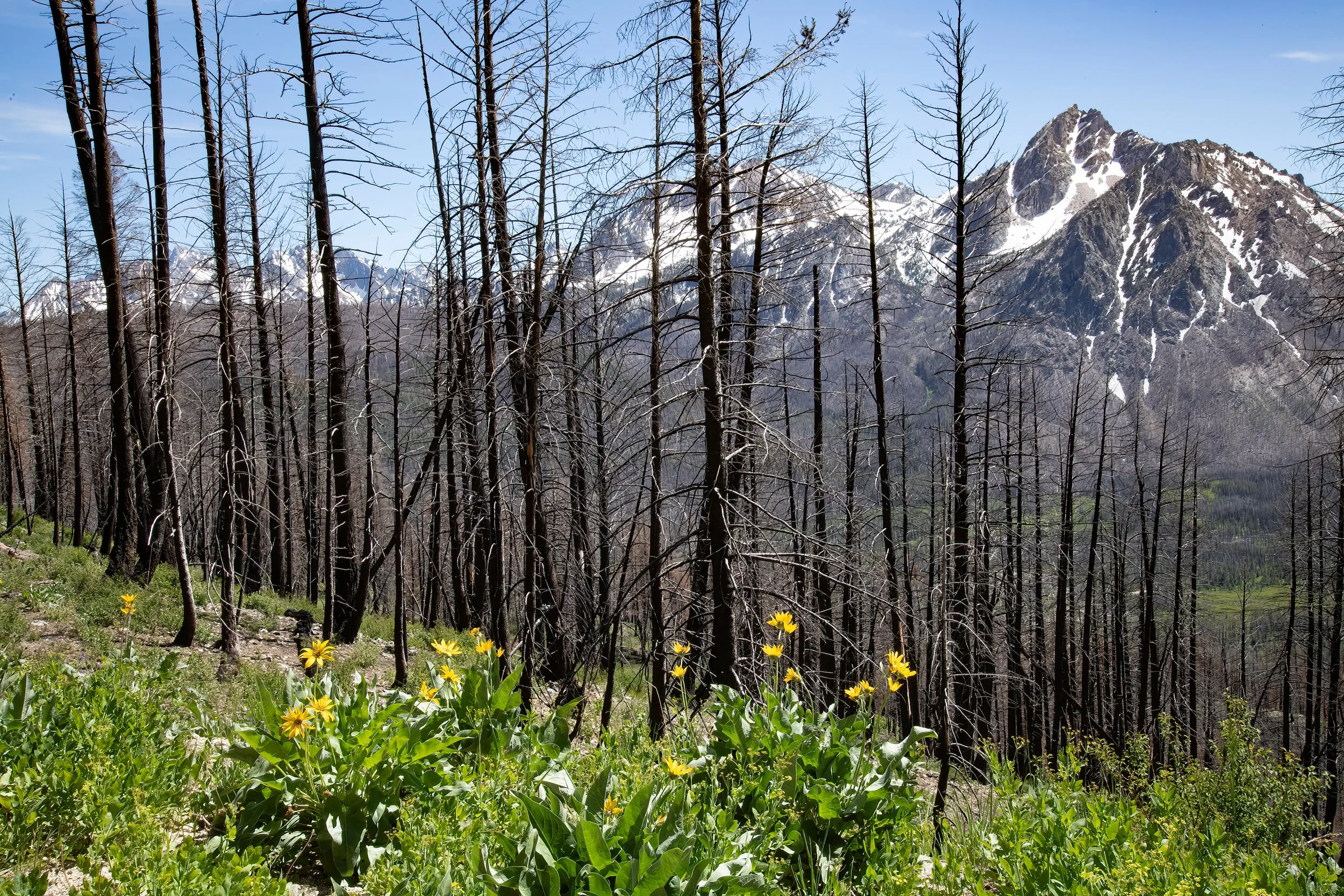 IU 2102 Trail to Elk Meadow Burn and wildflowers-sharpen-Focus WEBSITE.jpg