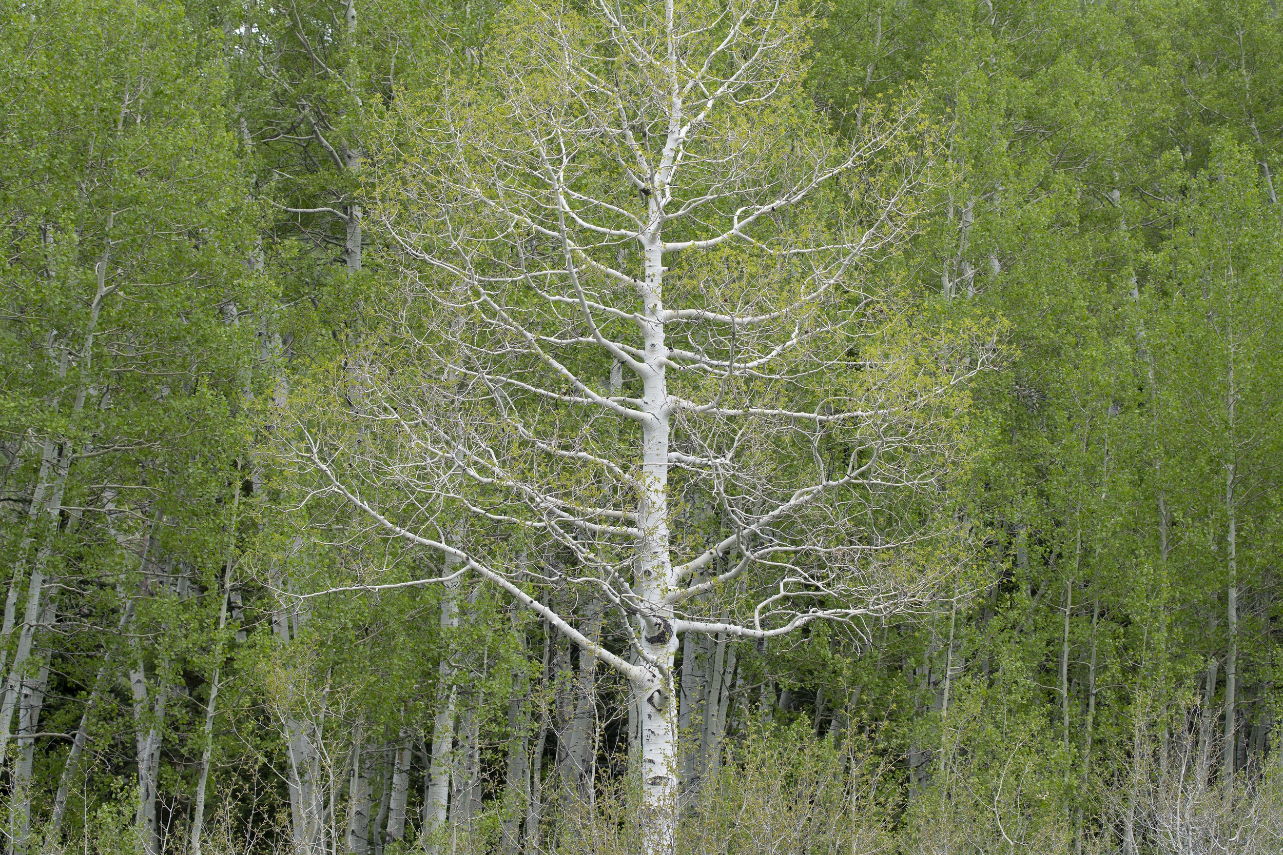 UI 1736 Single aspen Willow Lake Big Cottonwood Canyon.jpg