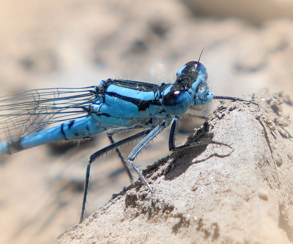 UI 8788 Damsel-sharpen-Focus Crop VIG WEBSITE.jpg