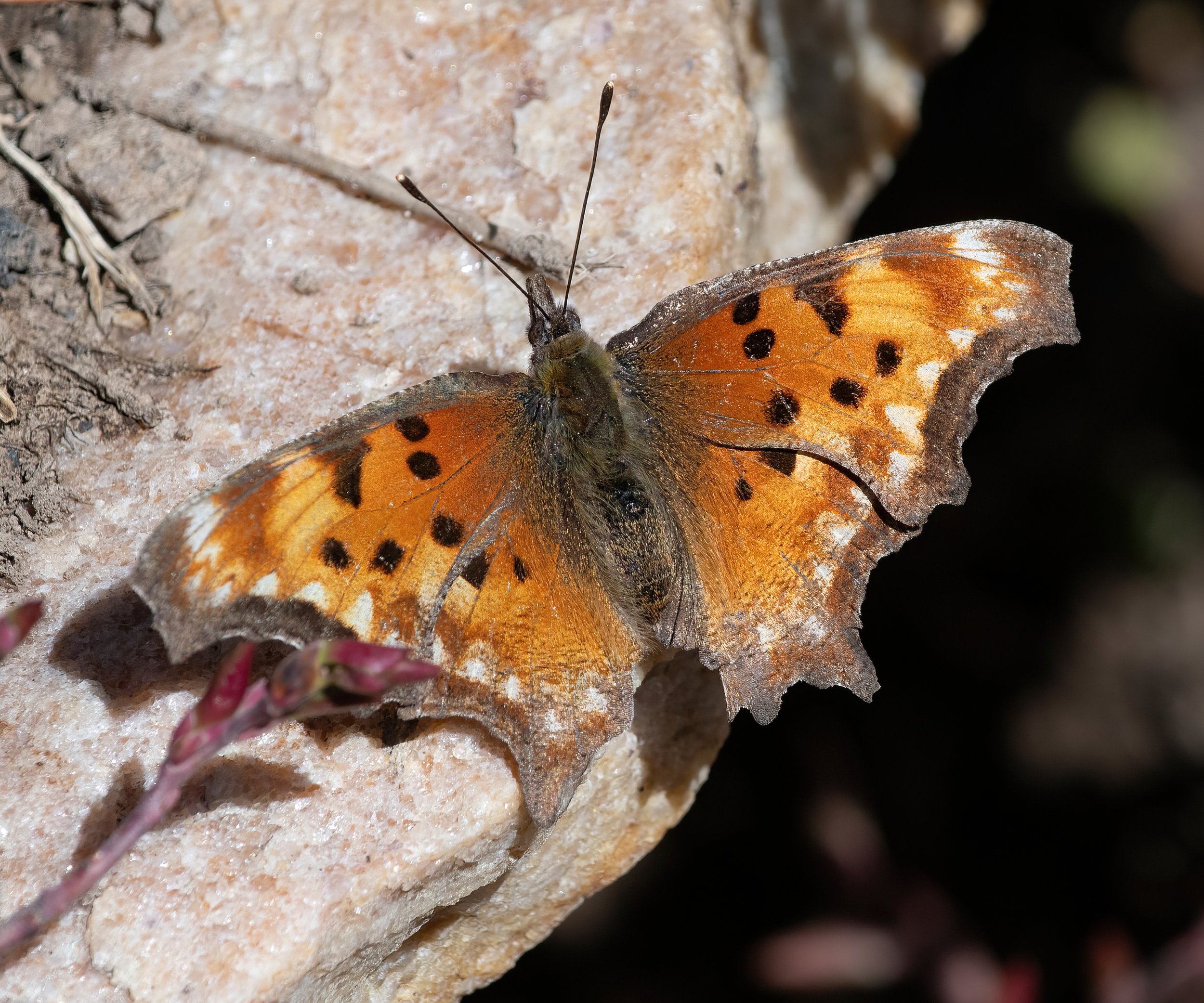 UI 8643 Butterfly-sharpen-Focus Secret Lake Crop.jpg