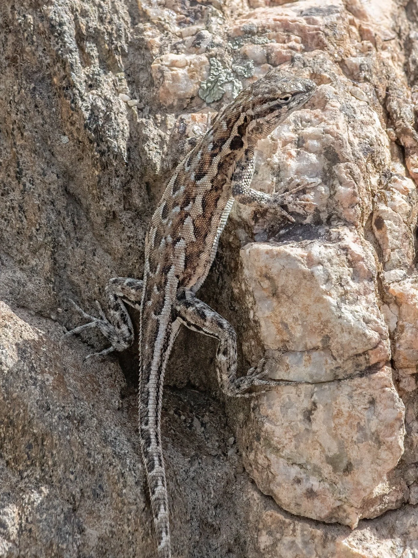 UI 8585 Lizard Antelope Island-sharpen-Focus Lighter Crop.jpg