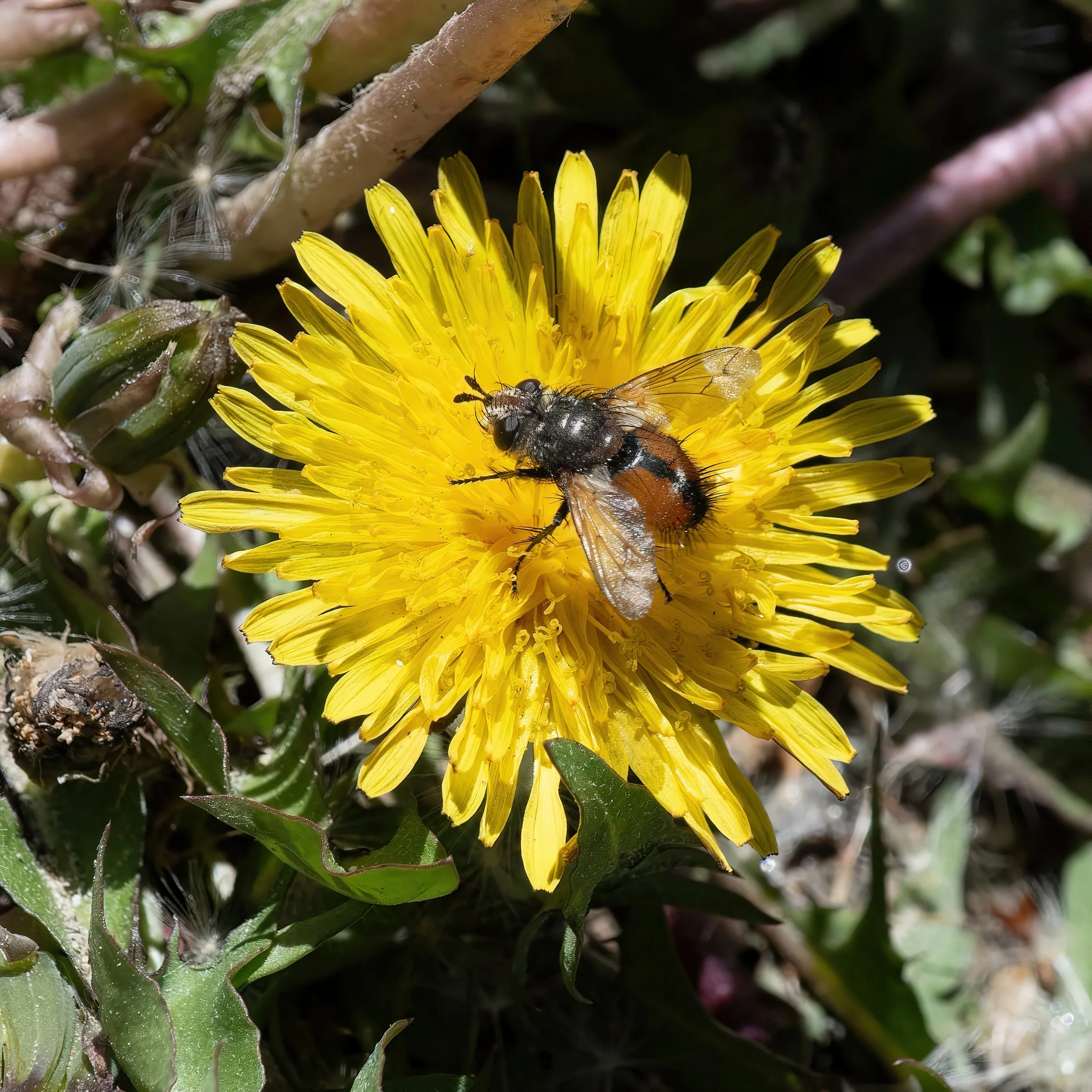Idaho 8945 Tachinid Fly Elk Meadow SA.jpg