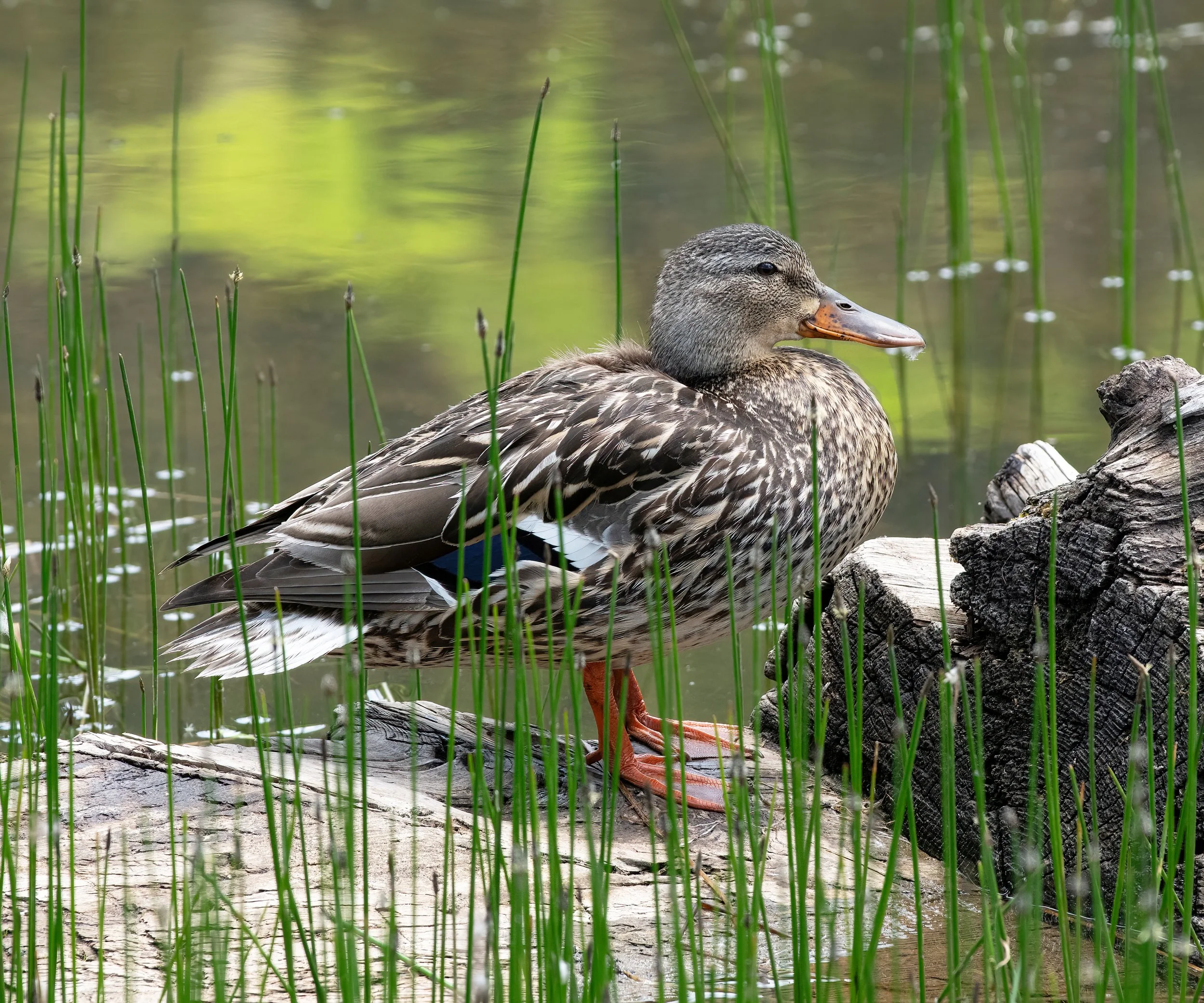 Utah Mallard Willow Lake SA.jpg