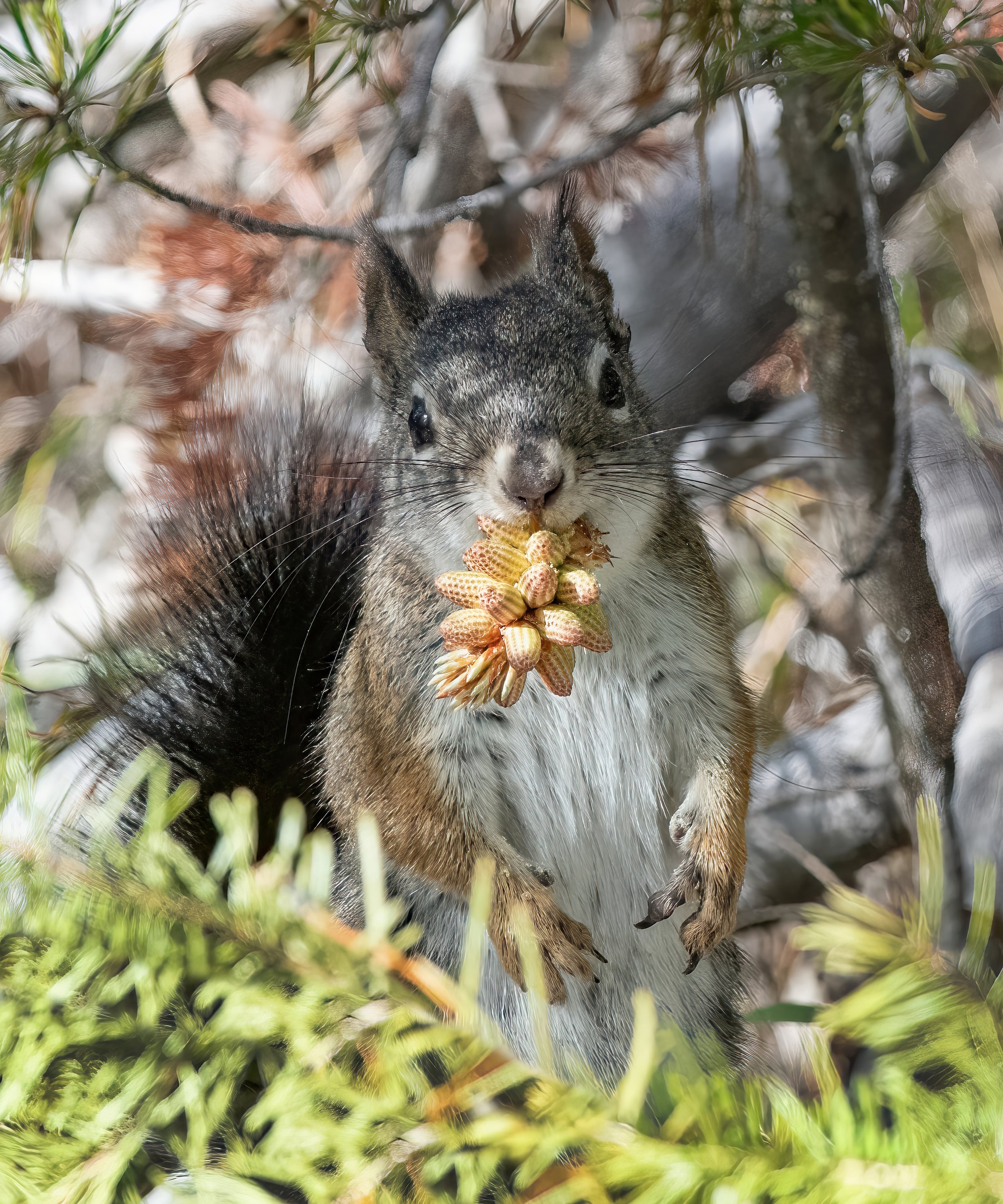 Utah North red squirrel Cecret Tr 8809 SA.jpg