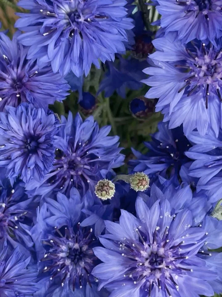 Stoked to share my collaboration with @vanduo_akvile for their new lux water bottle packaging. Flower styling by @flowercouturebymp_official 🌺