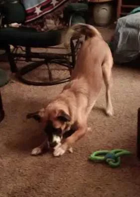 Sadie.jpg