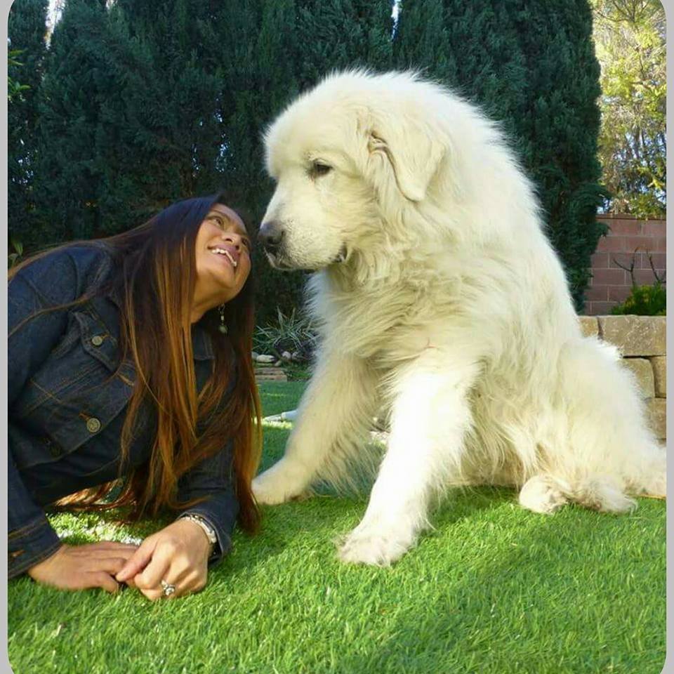 big white furry dog