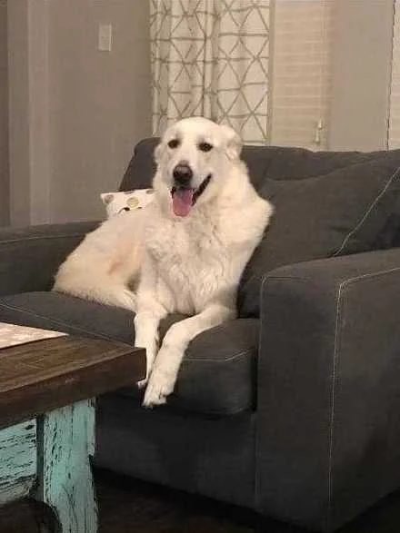 Mishka_C.jpg
