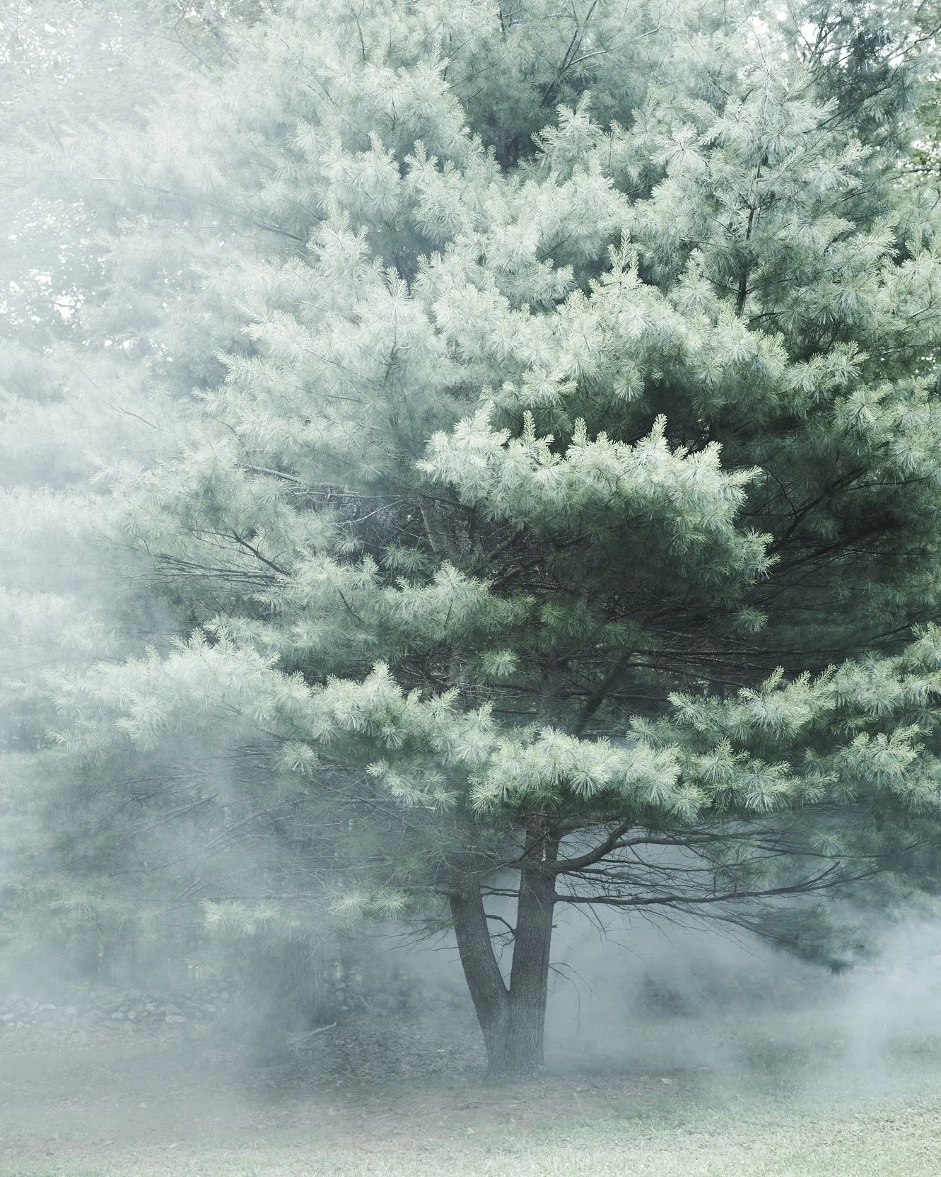 PineTree_Editorial2_593.jpg