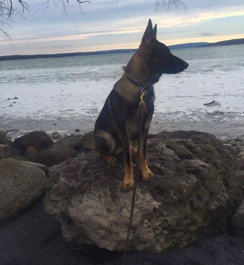 Dog Training Rochester New York