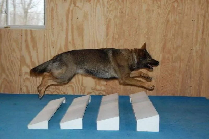 Dog Training Rochester New York