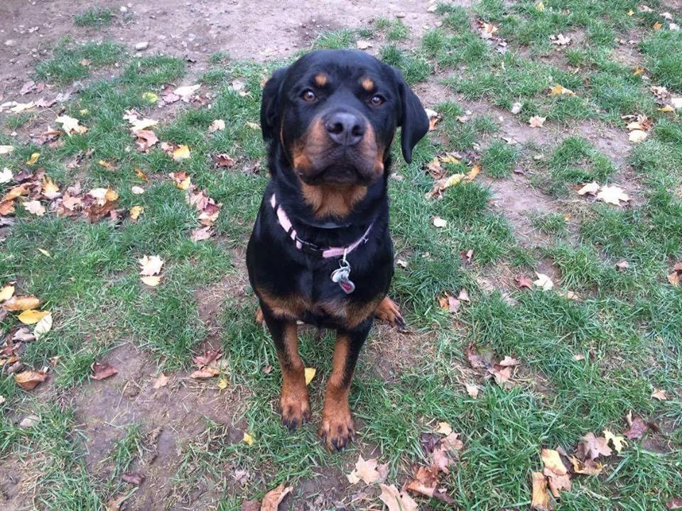 Dog Training Rochester New York