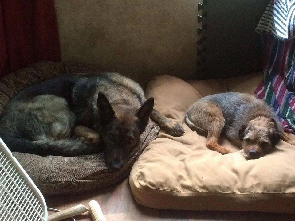 Dog Training Rochester New York