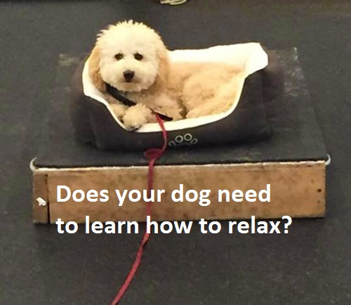 poodle.jpg