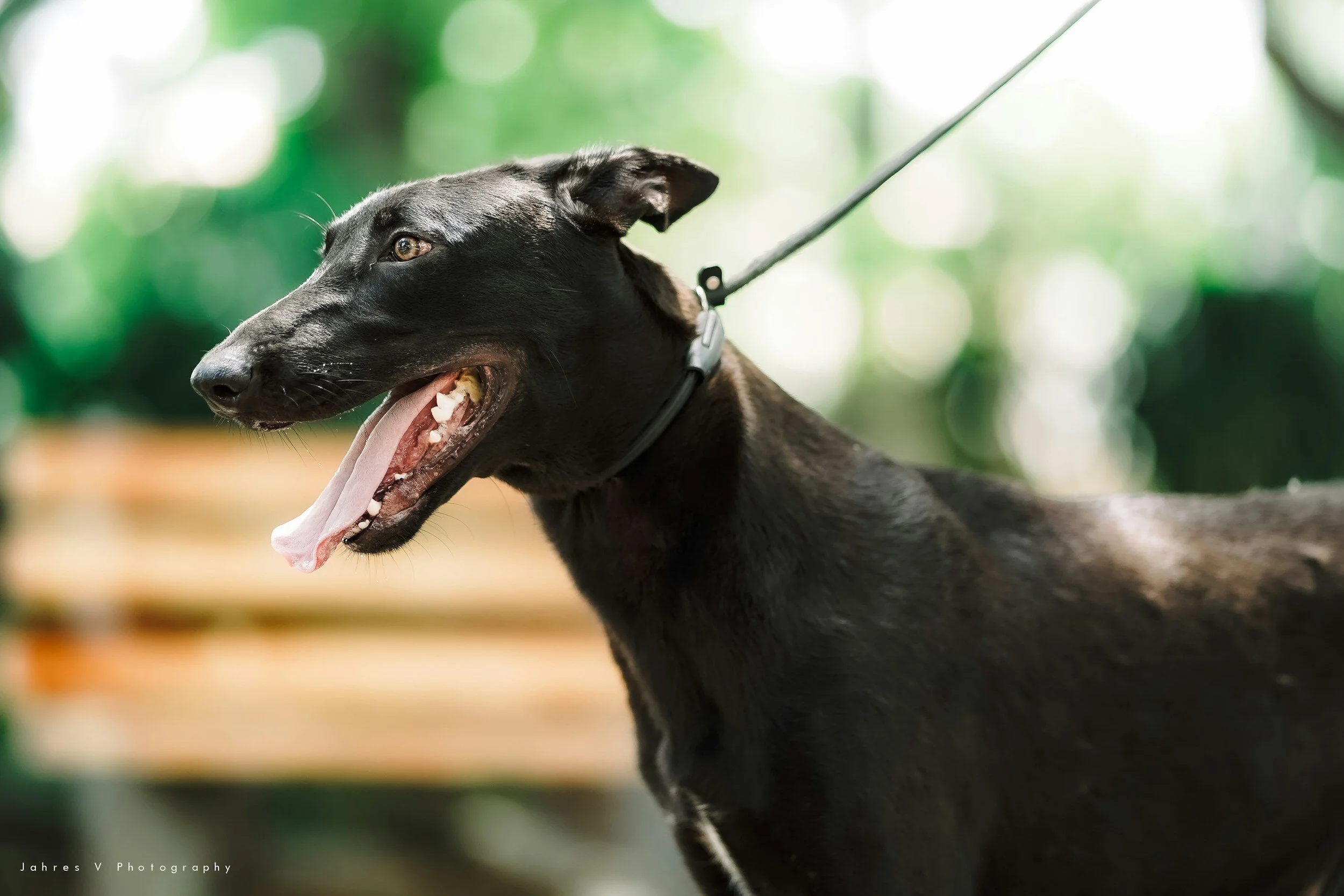 Professional Dog Training Services Contact Us Today! — Dog Training