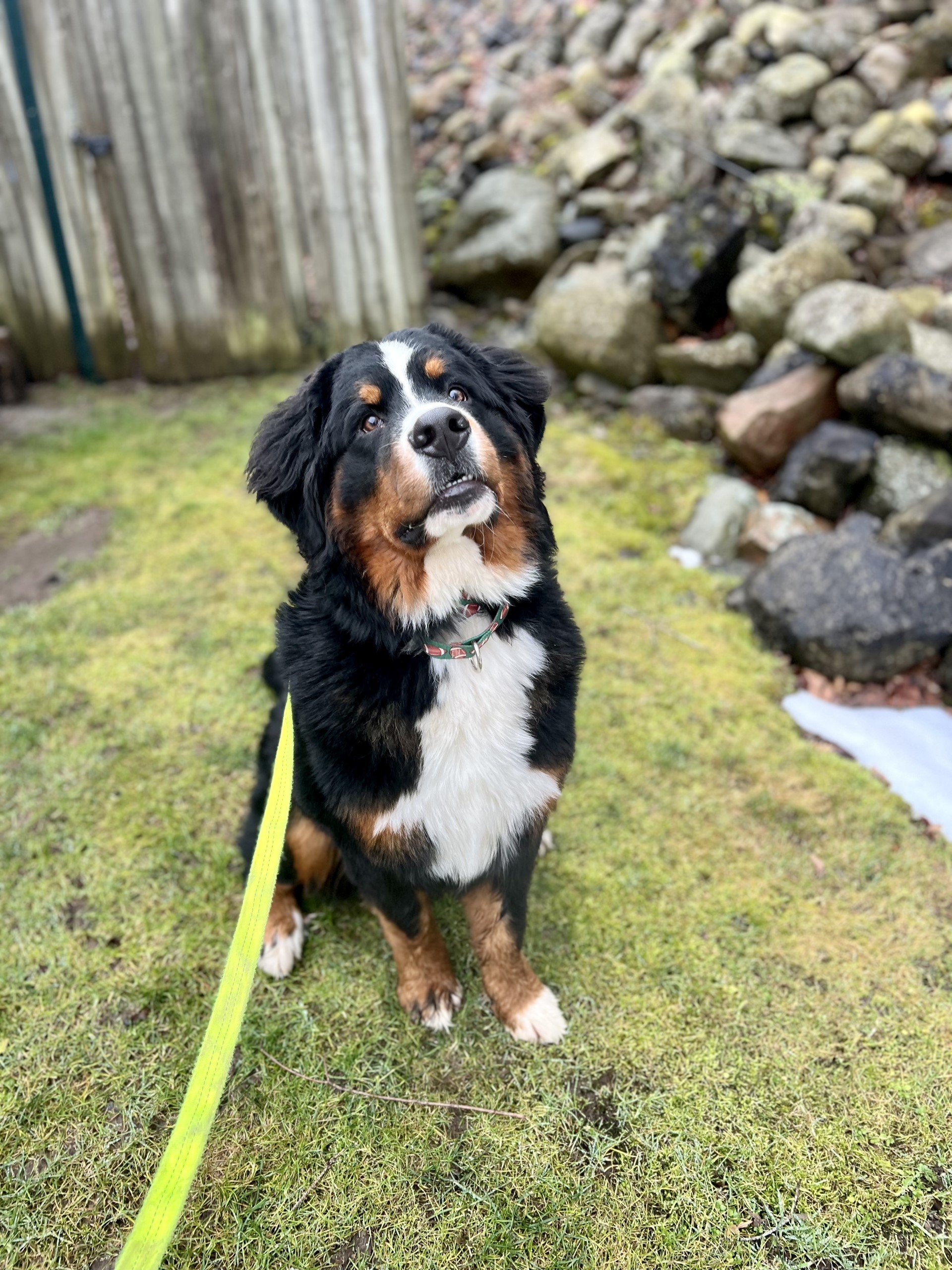 Bernese mountain dog