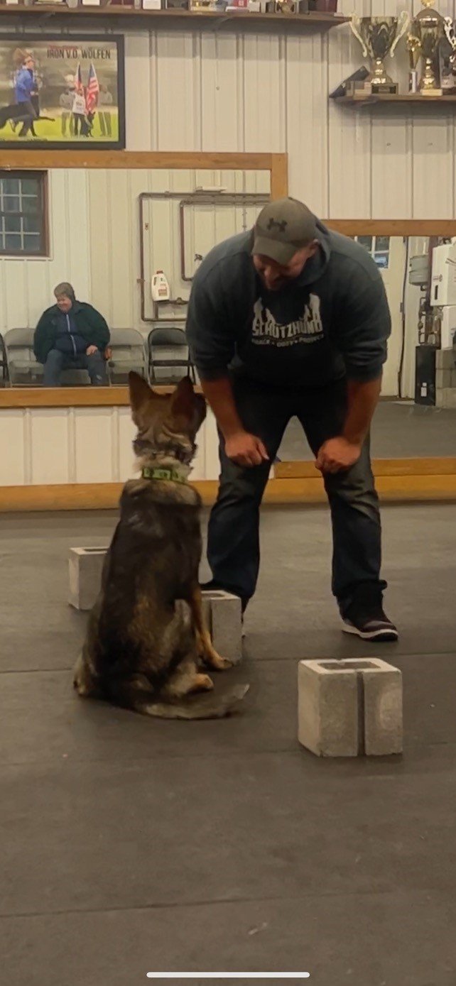 Puppy German Shepherd Training