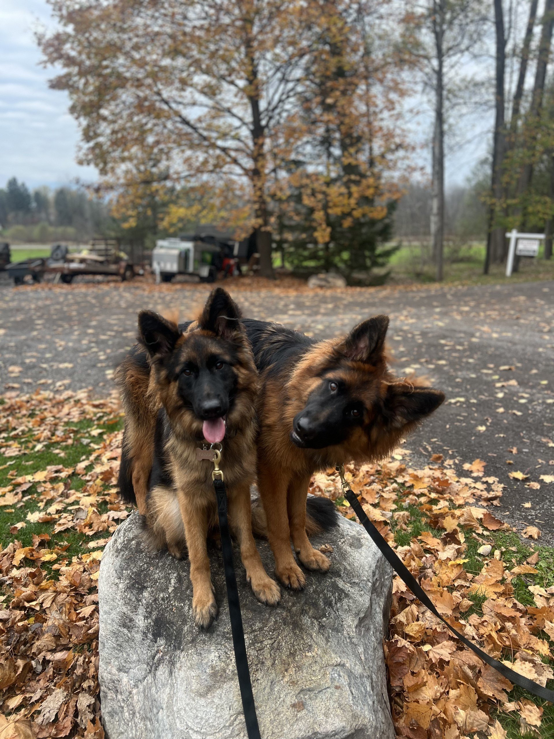 King Shepherd Puppies in Training