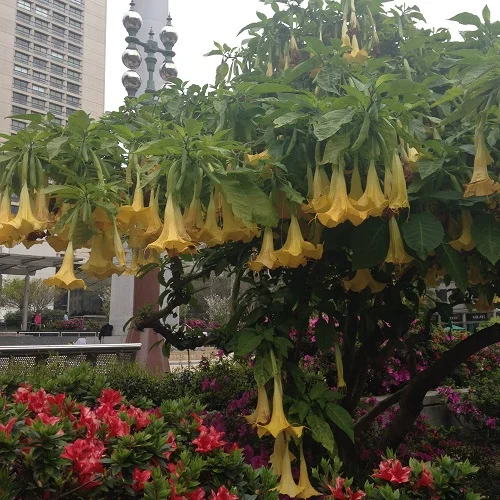 angel's trumpet union square.jpg