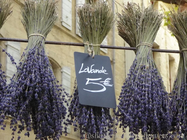 Lavendar at the market in Uzes