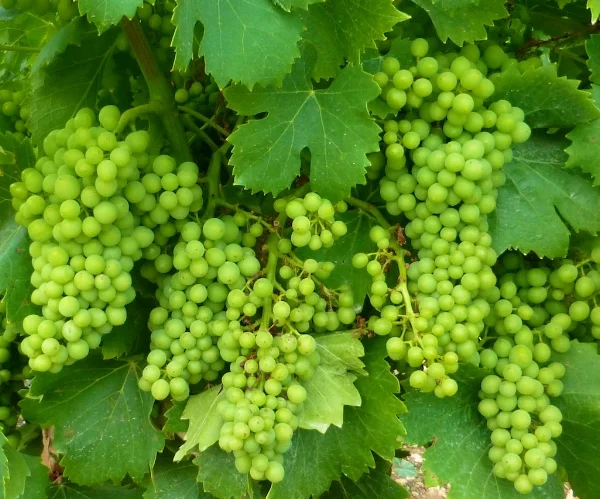 Grapes in Provence
